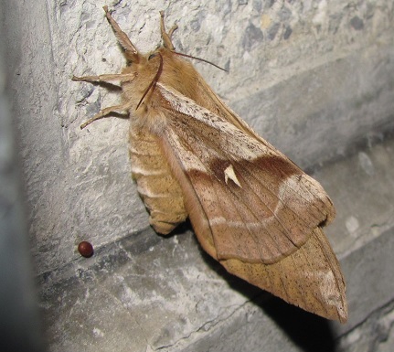 Aglia tau, Saturniidae